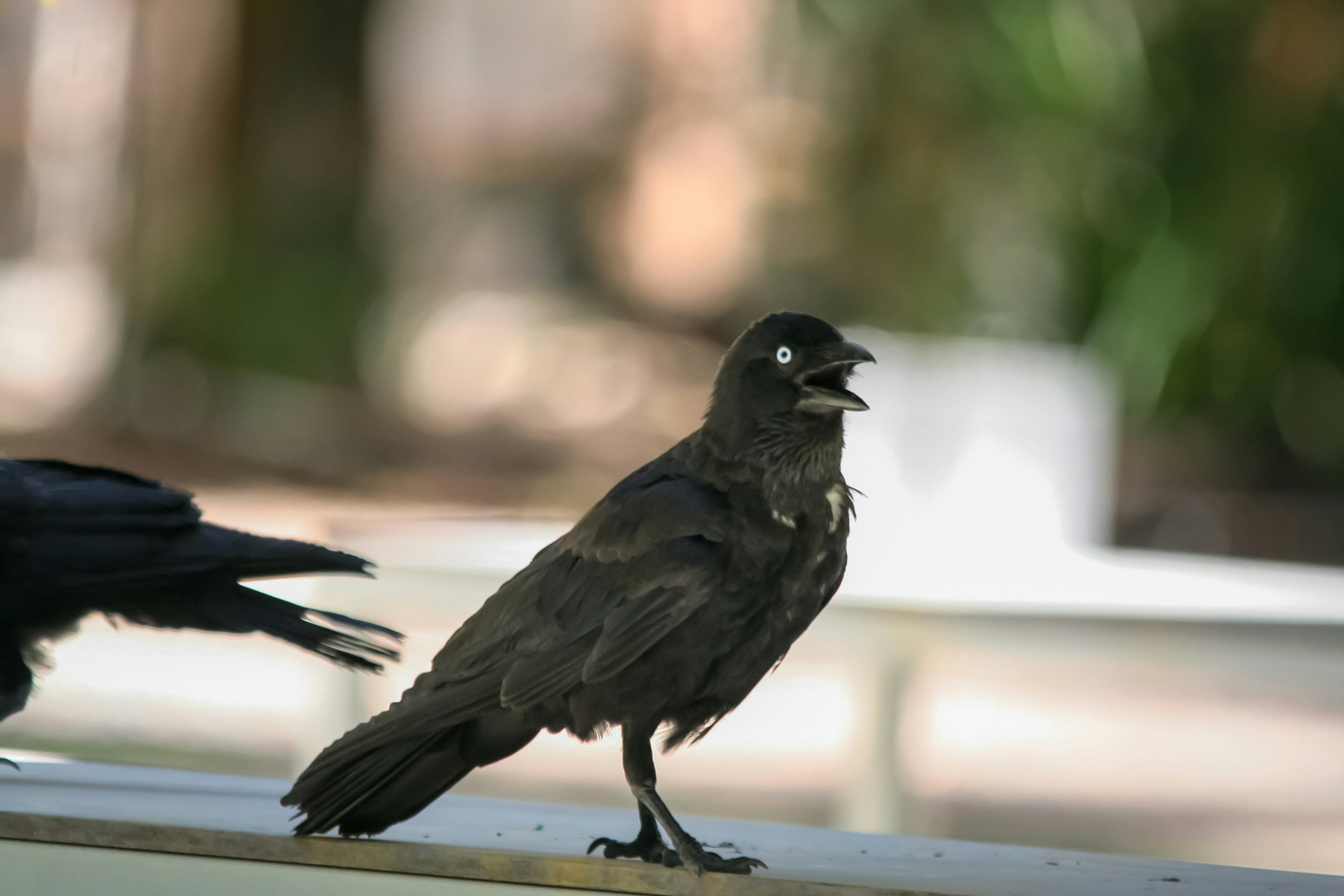 Photo by adventureplz