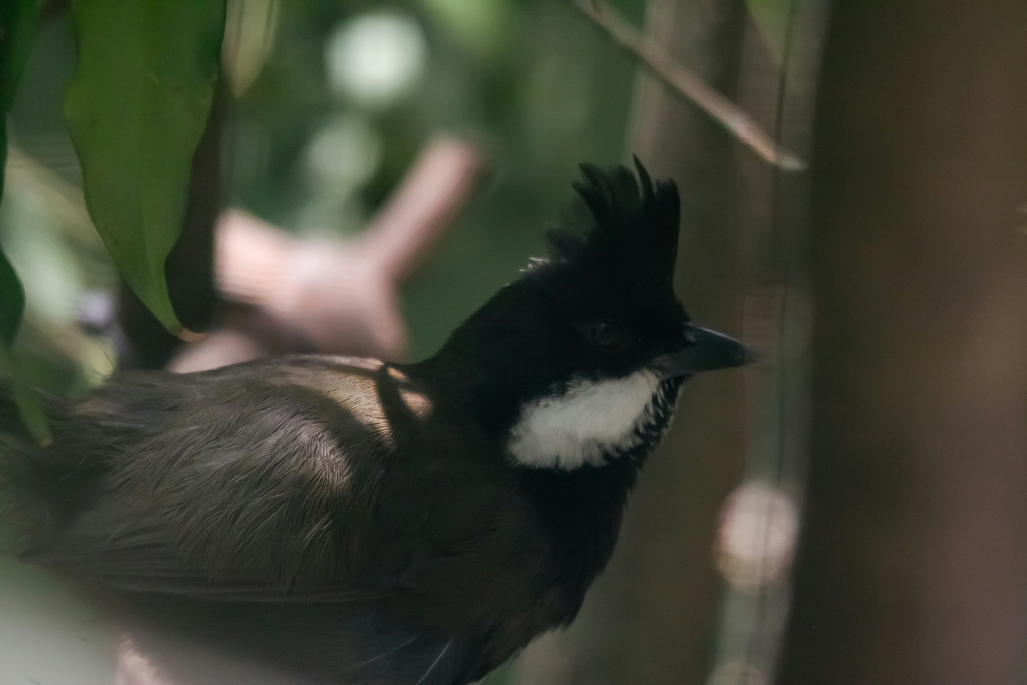 a black and white bird perched on a tree branch