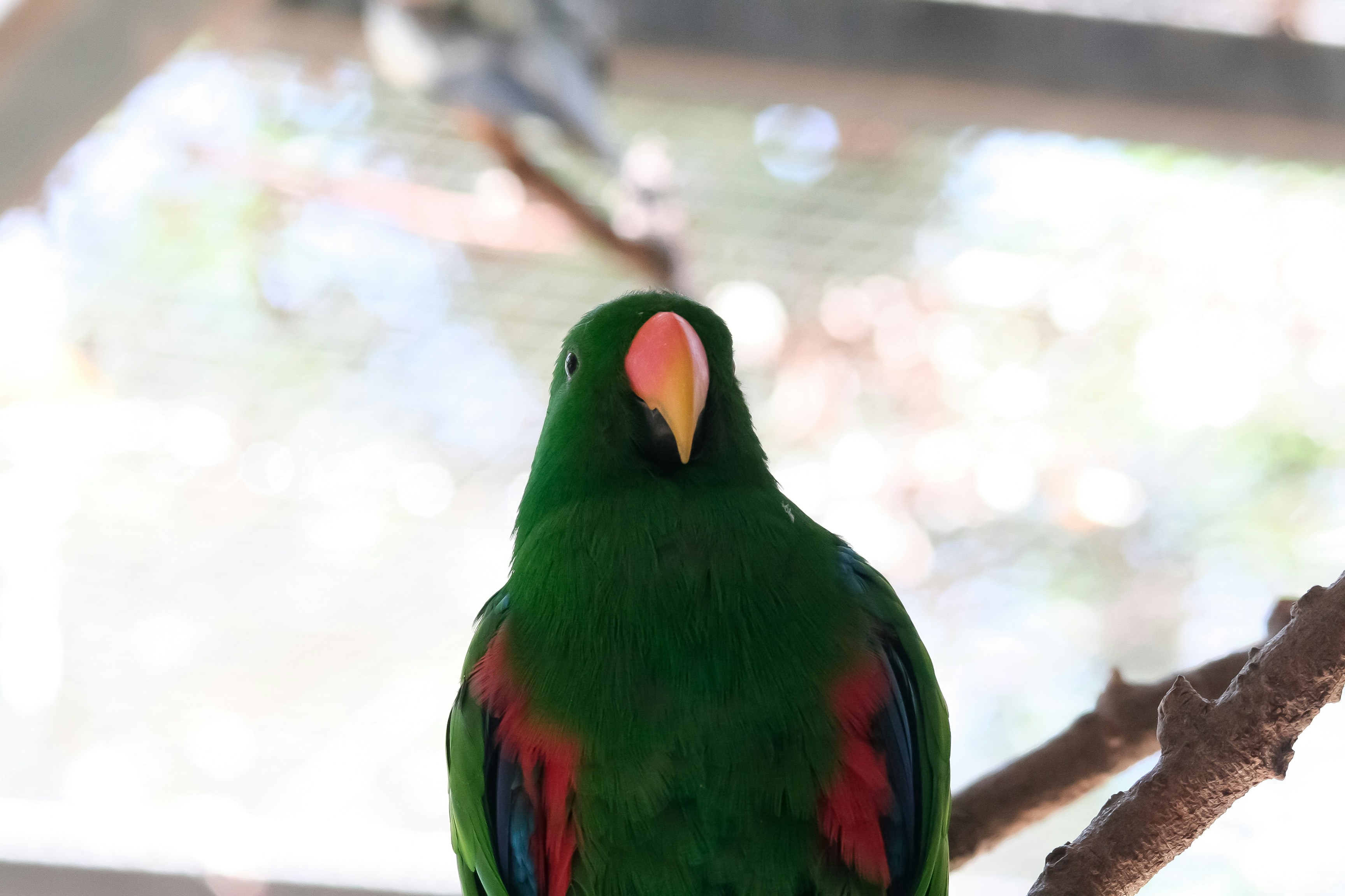 a green bird sitting on a tree branch