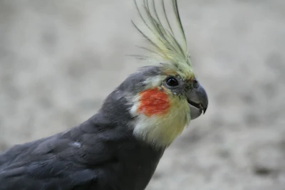 A close-up of a curious cockatiel tilting its head against a soft blurred background.