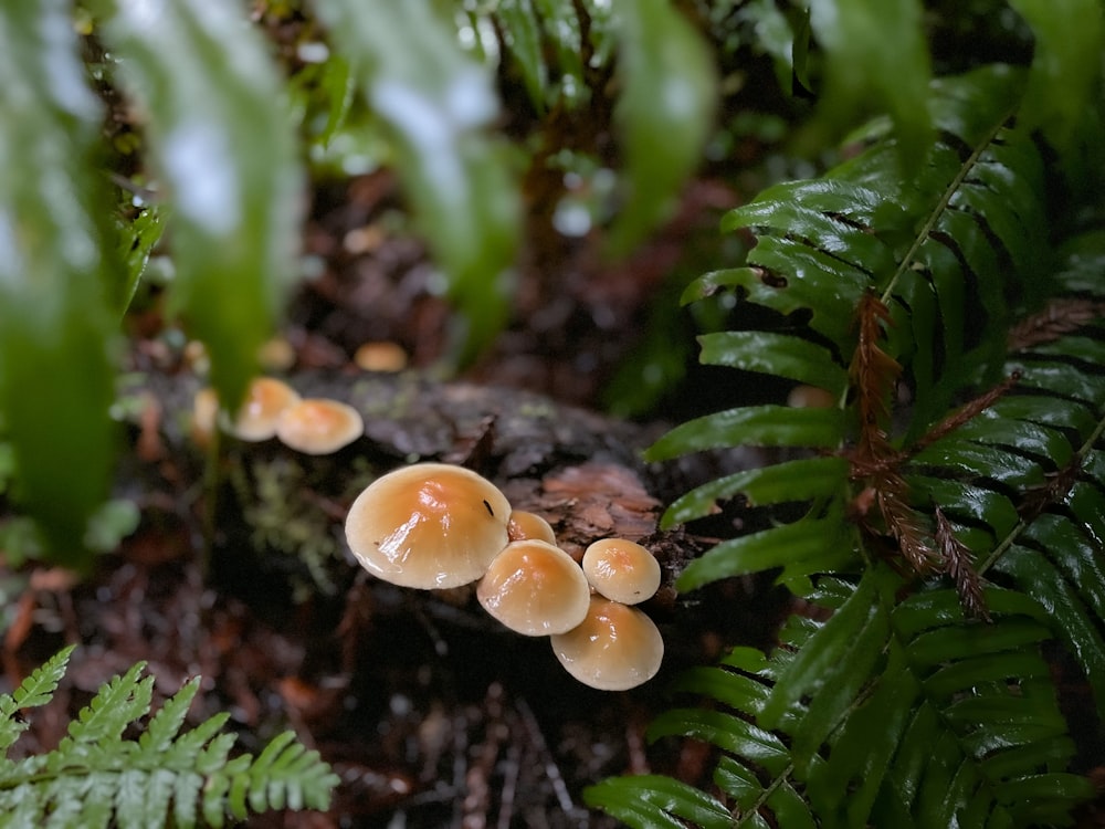 a group of mushrooms sitting on top of a forest floor