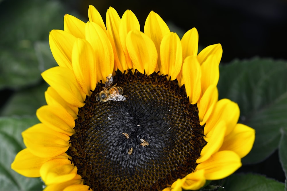 a large sunflower with a bee on it