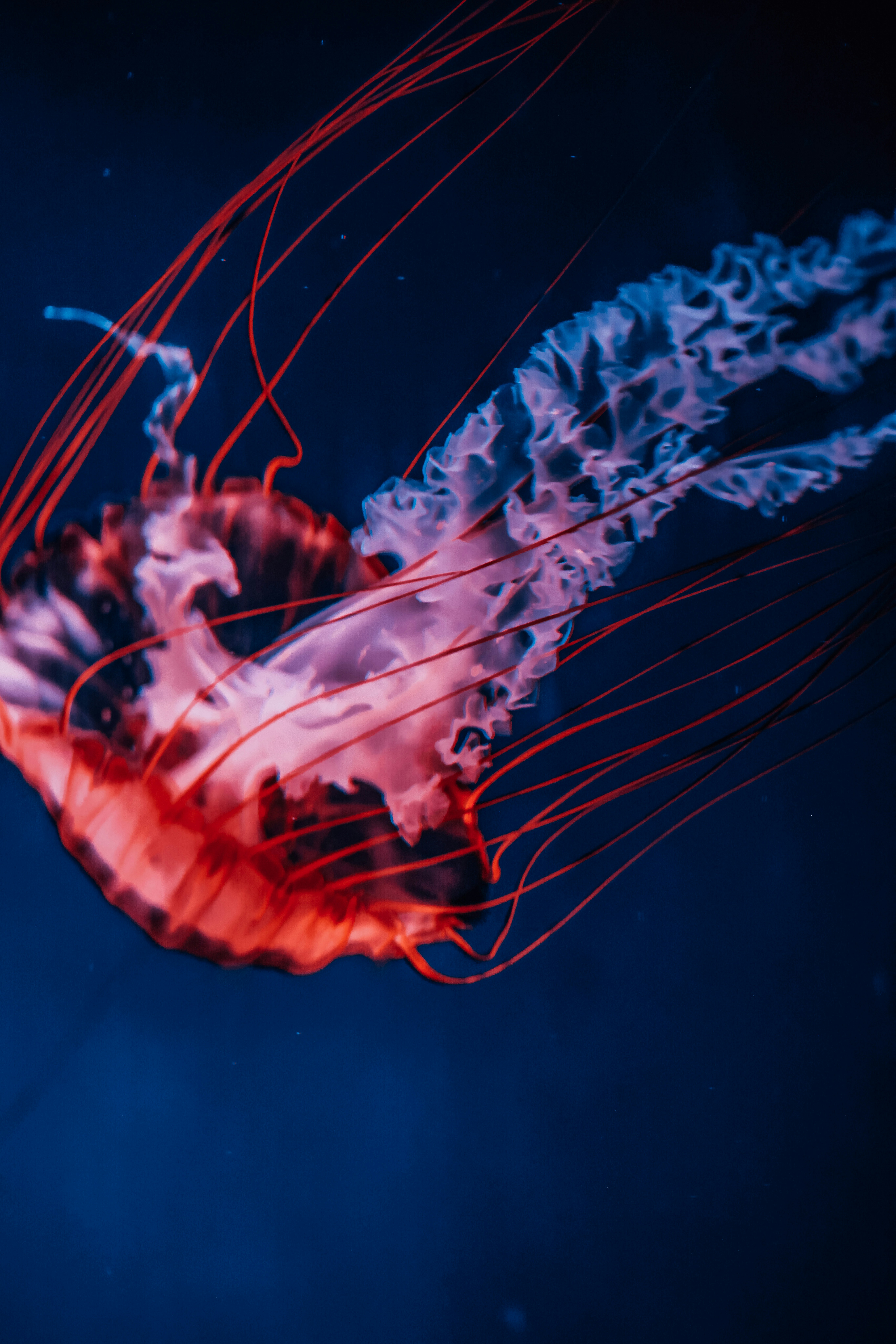 Photo by dickenslin76