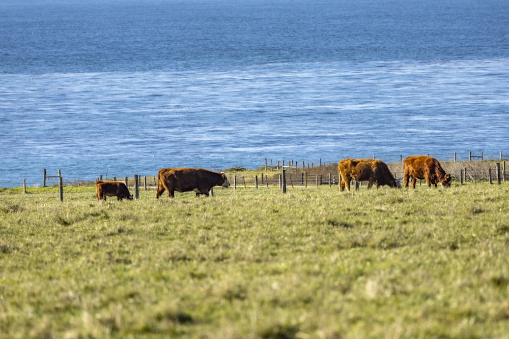 a herd of cattle grazing on a lush green field