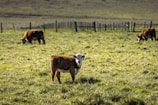 A young calf stands in a grassy pasture, looking towards the camera. Other cows are grazing in the background. The setting appears to be rural, with a fence running along the horizon.