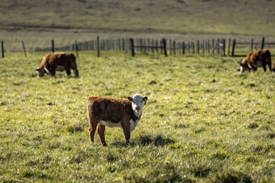 A young calf stands in a grassy pasture, looking towards the camera. Other cows are grazing in the background. The setting appears to be rural, with a fence running along the horizon.