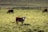 A young calf stands in a grassy pasture, looking towards the camera. Other cows are grazing in the background. The setting appears to be rural, with a fence running along the horizon.