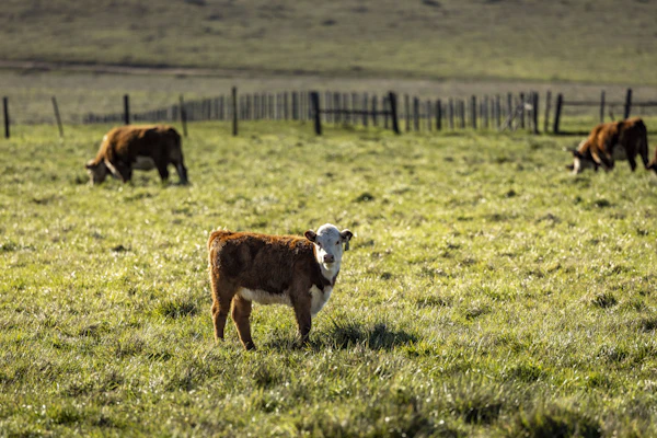 Grass Fed Beef Cattle Grazing Online
