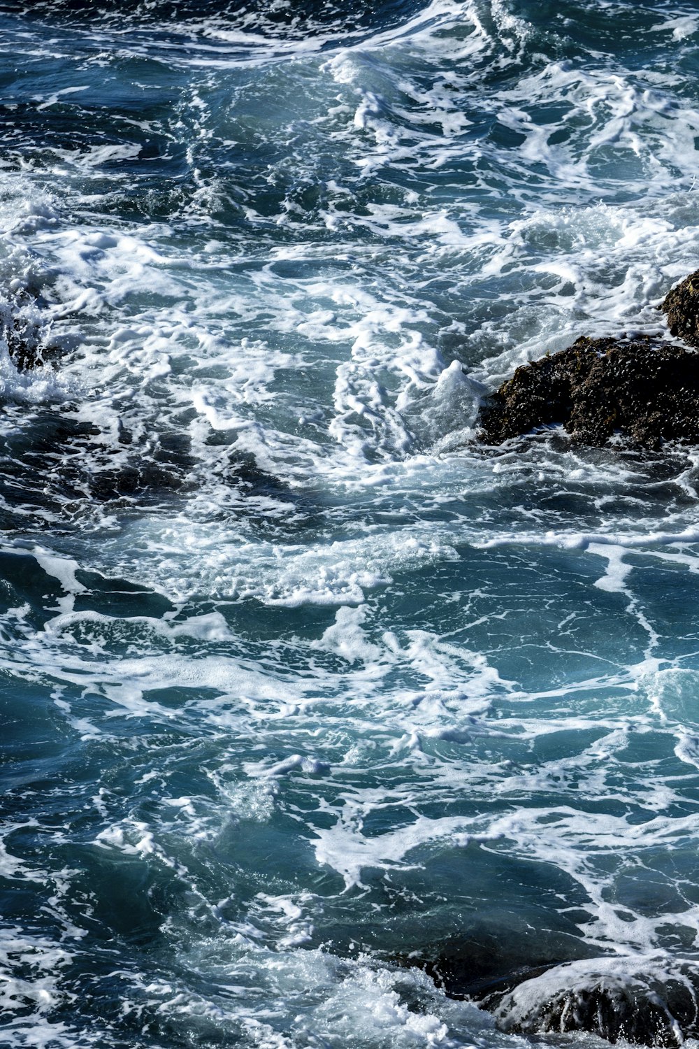 a bird sitting on top of a rock in the ocean