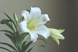 Lily , LILIUM white Easter Netherlands dutch flower bulb exporter and supplier  to middle east IRAN