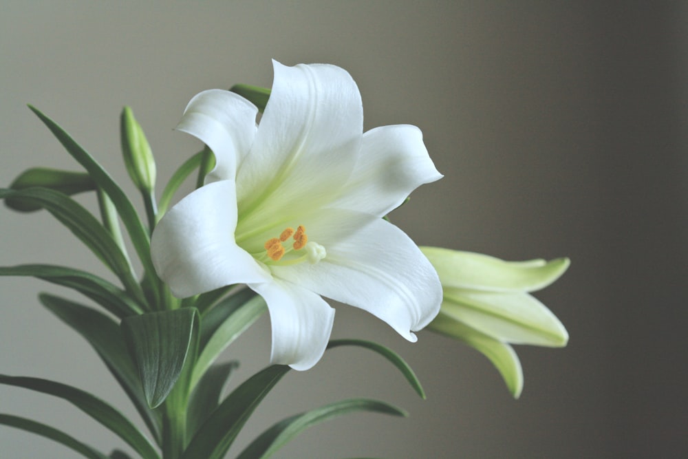 a white flower with green leaves in a vase