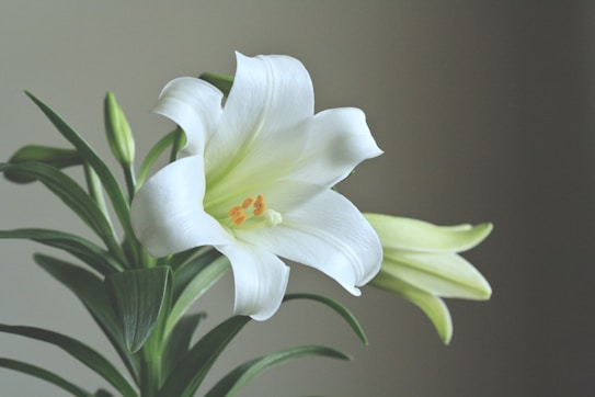 A close-up of a white lily flower with delicate petals and a hint of yellow in the center, set against a simple, blurred background. The flower is part of a plant with green, elongated leaves and a partially closed bud.