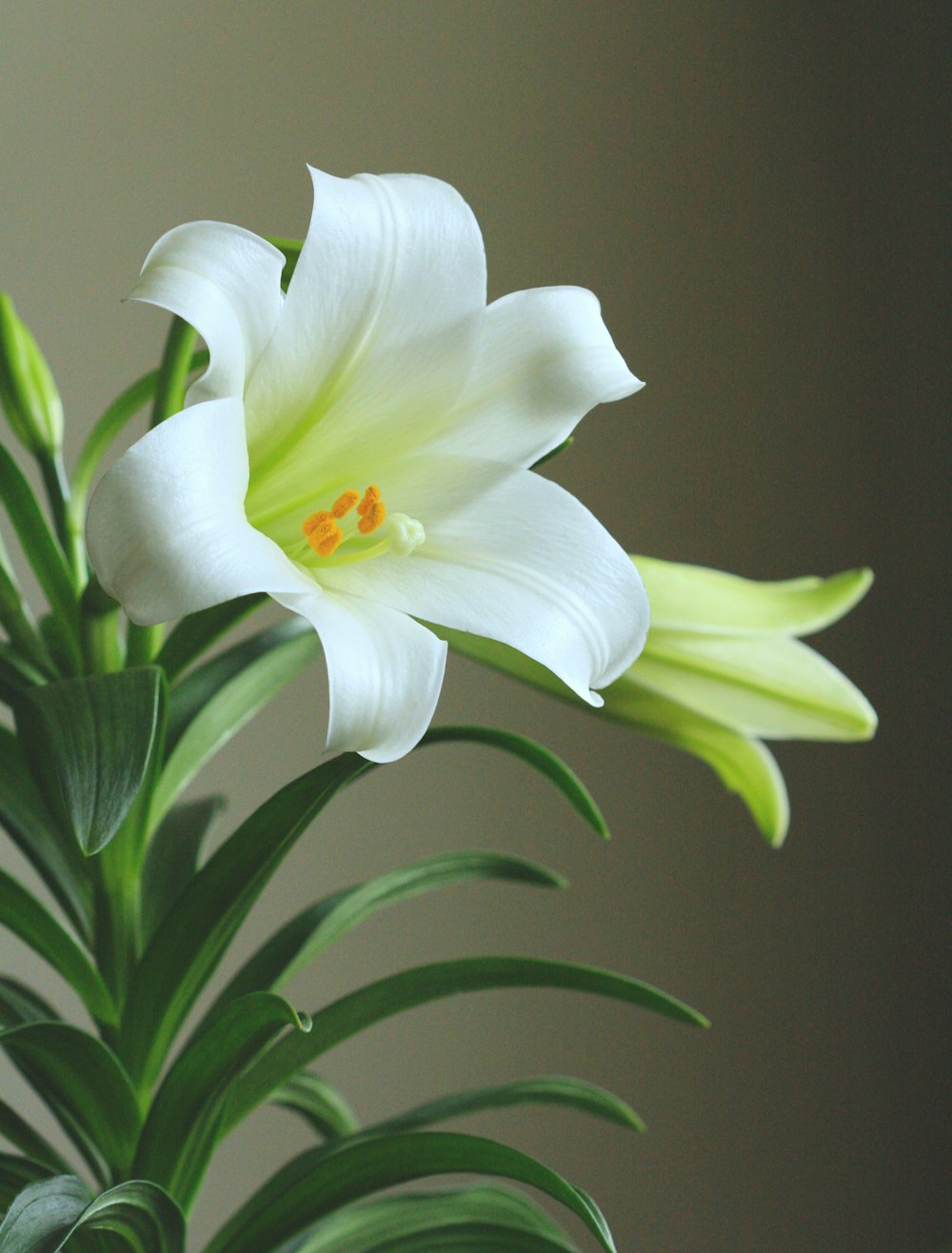 a white flower with green leaves in a vase