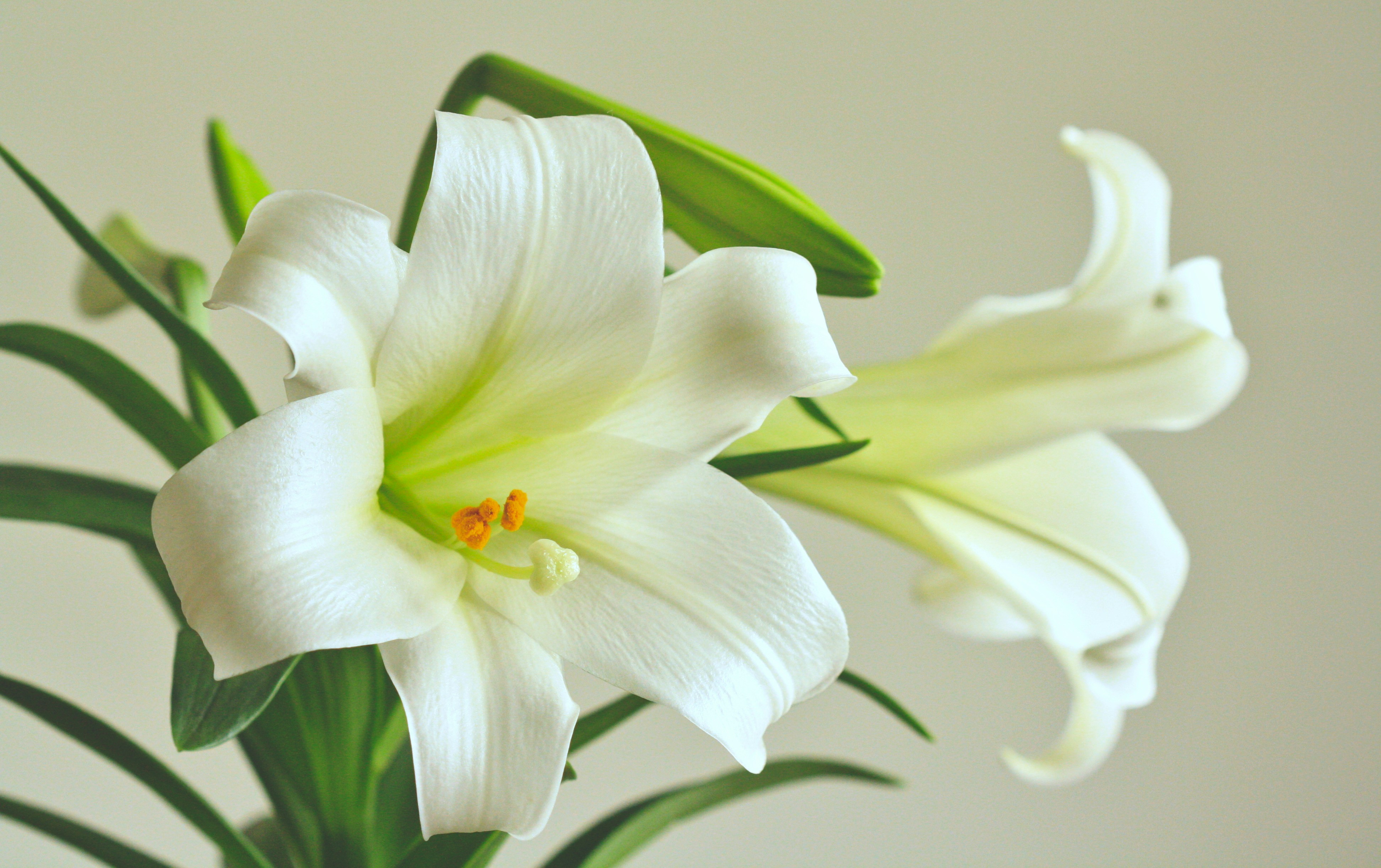 White Lily Pictures | Download Free Images on Unsplash, image size:3000x1886