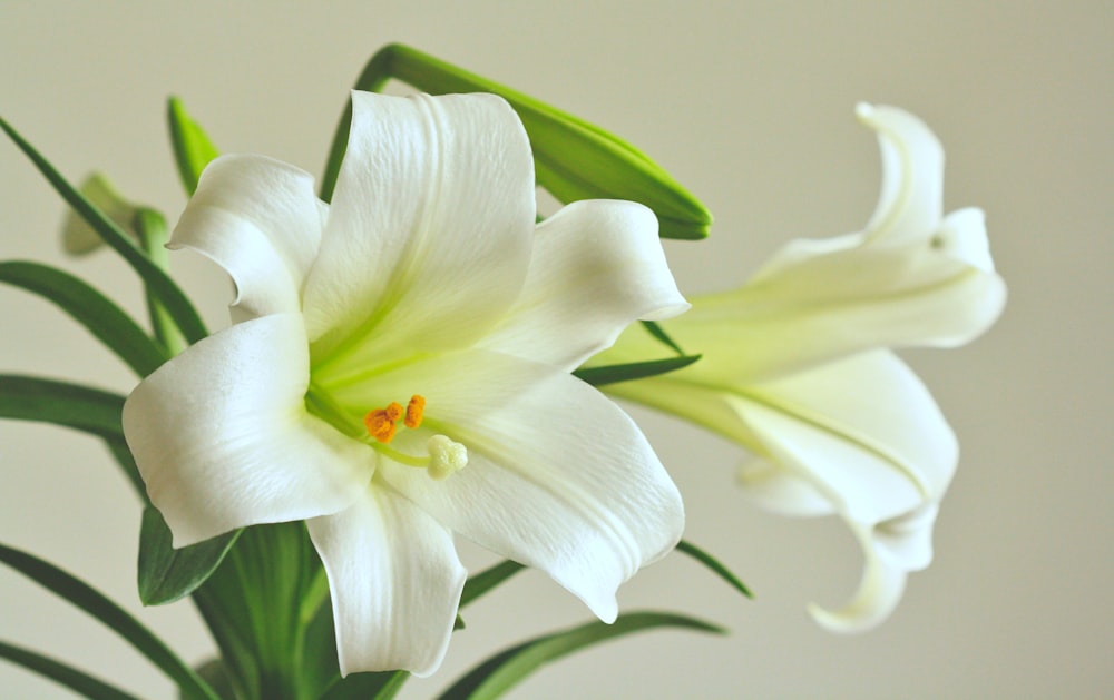 a white flower with green leaves in a vase