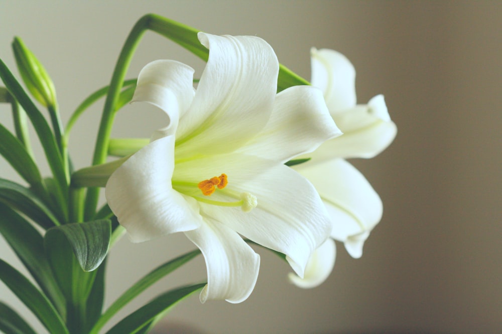 a close up of a white flower in a vase