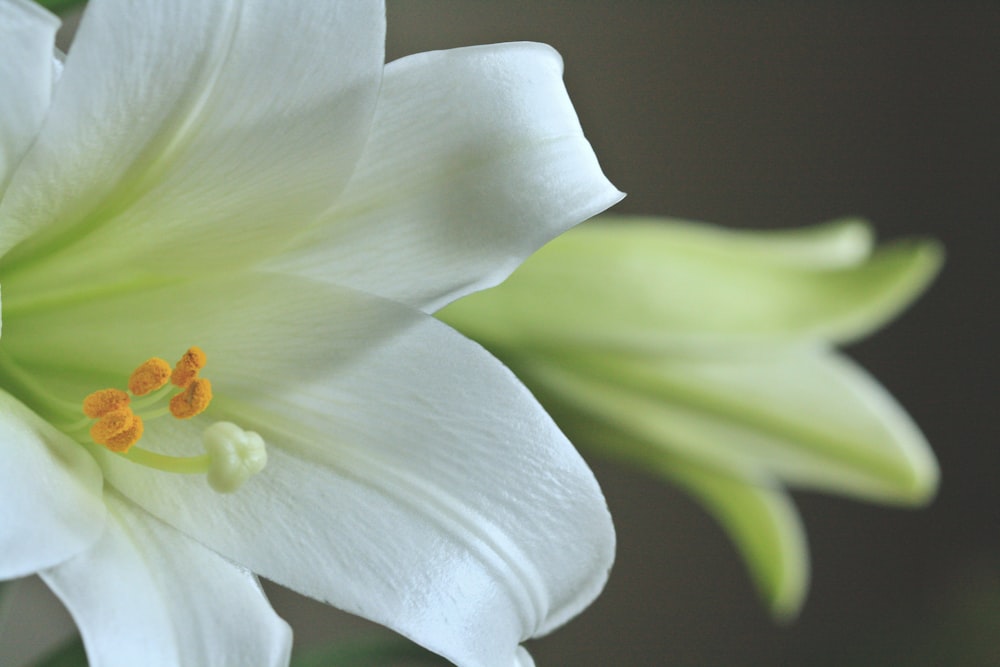 a close up of a white flower with yellow stamen