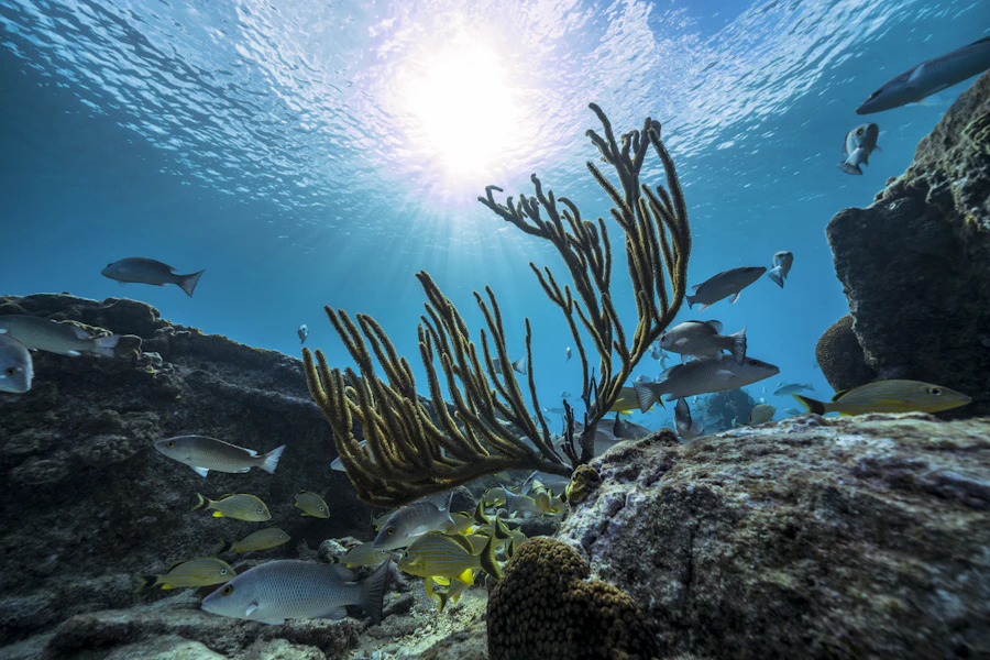 洞窟の中は、魚が主役ではありません