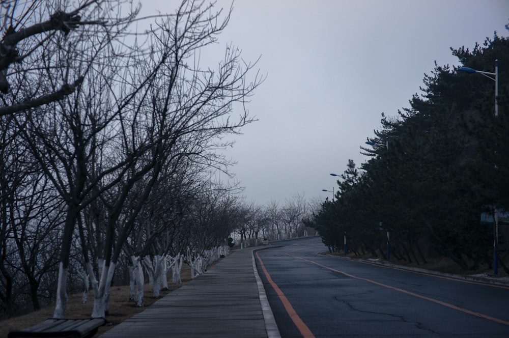 a street lined with trees on a foggy day