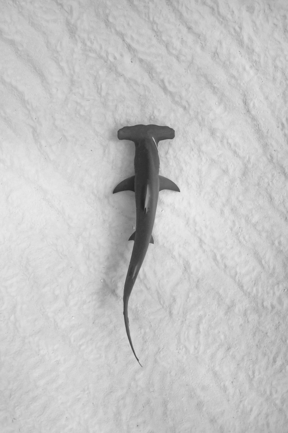 a black and white photo of a shark in the snow