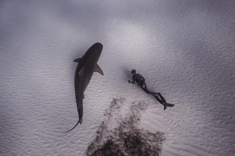 a shark and a scuba in the snow