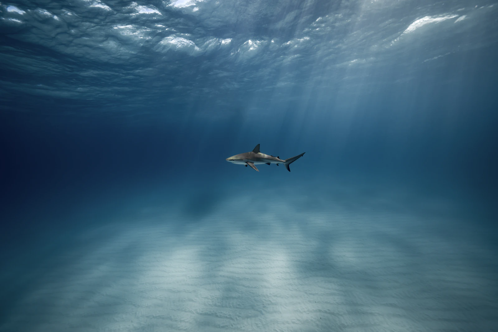 A great white shark swimming i