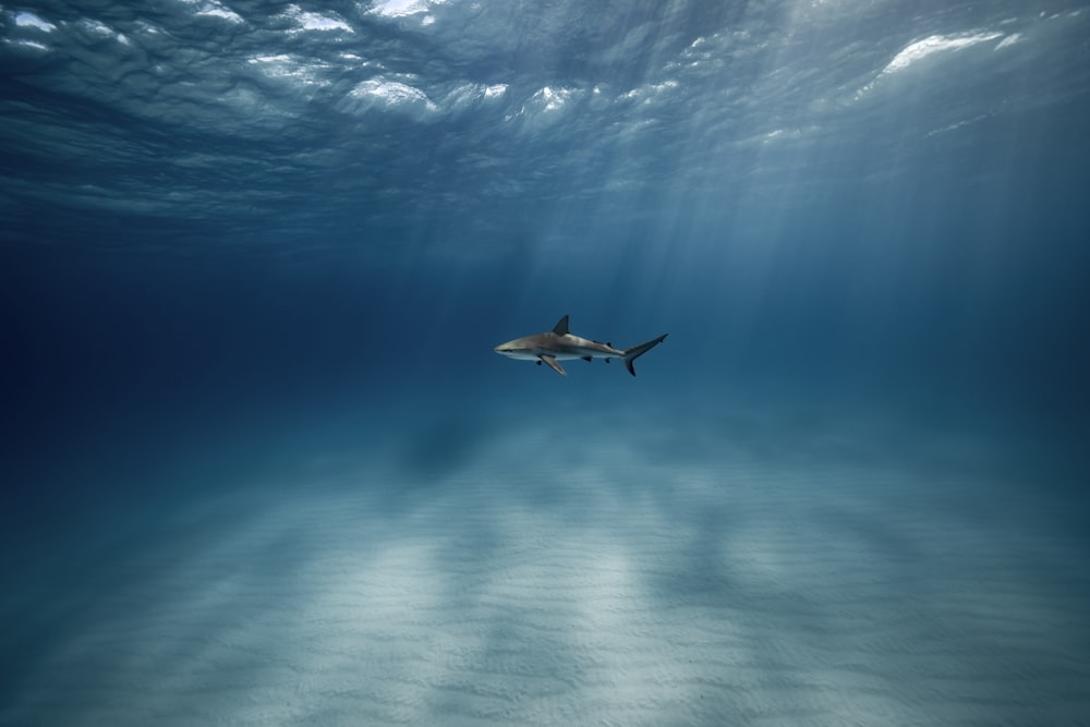 a great white shark swimming in the ocean