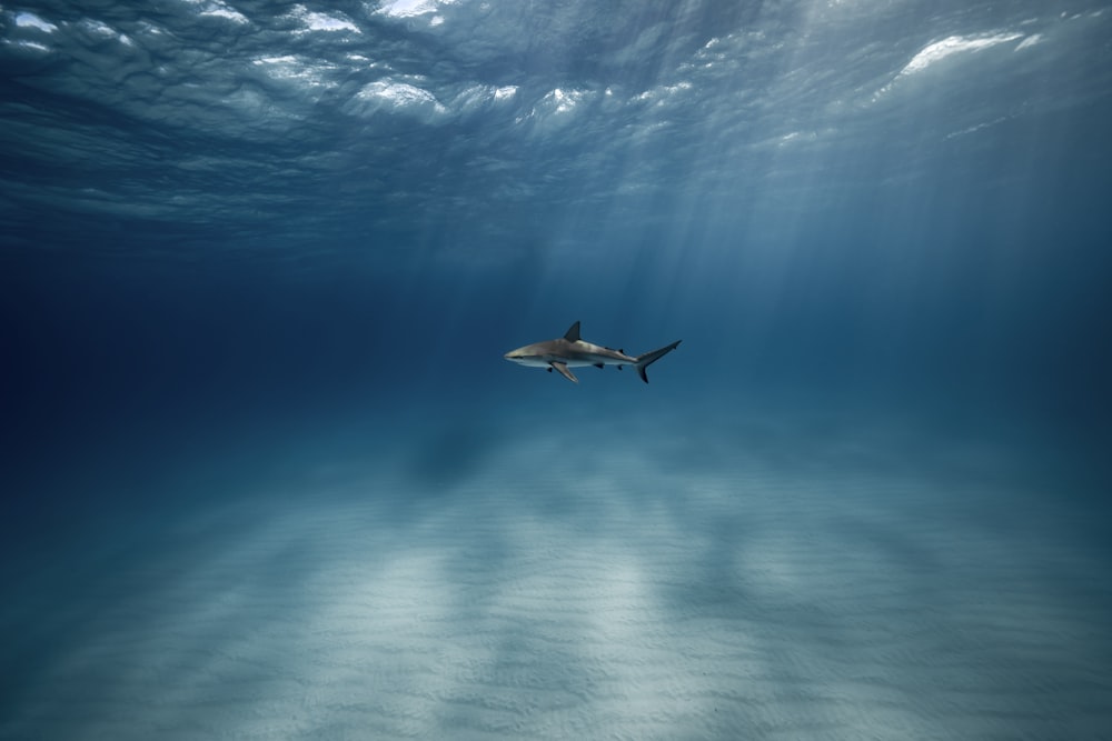 Un grand requin blanc nageant dans l’océan