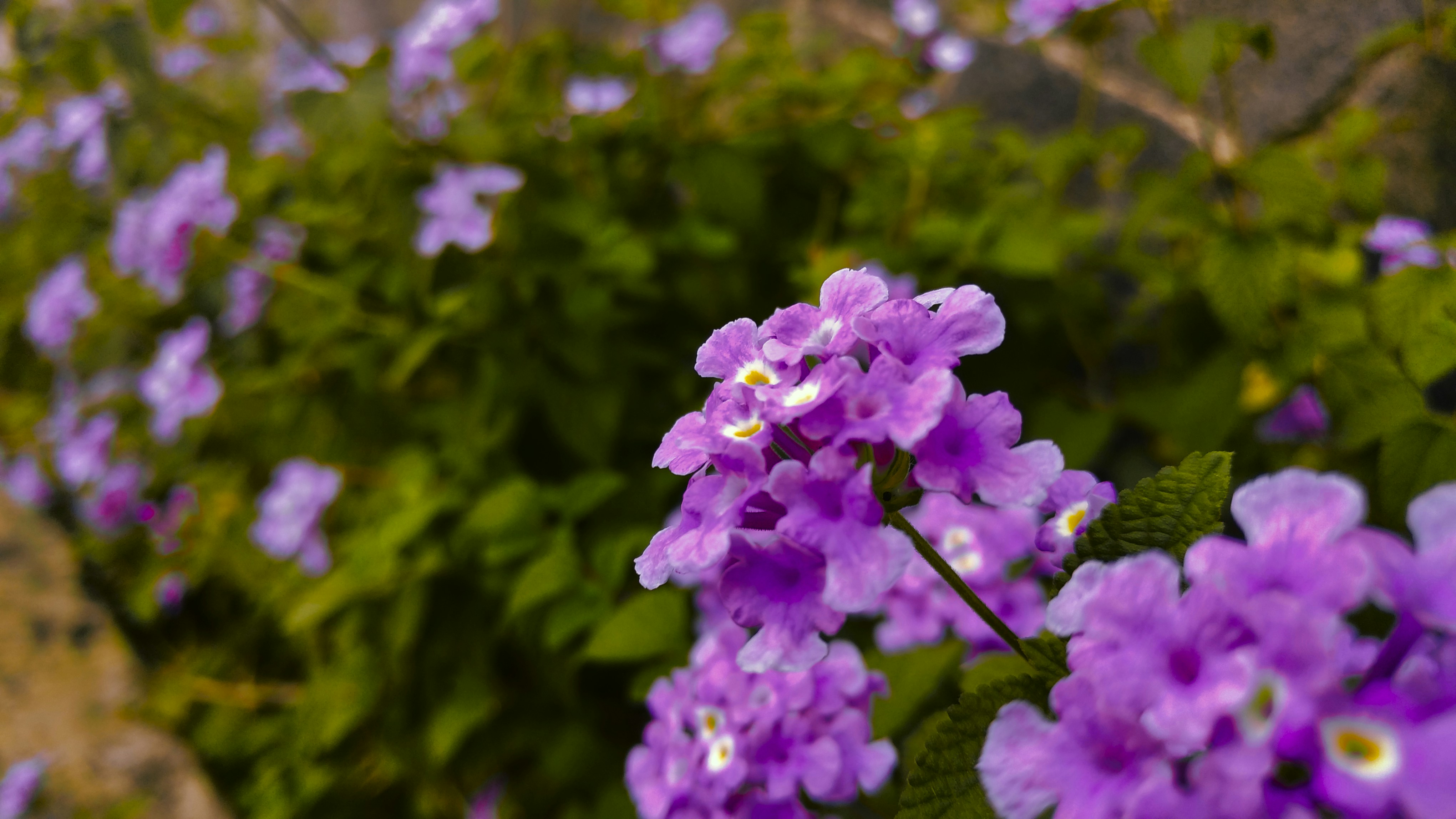 Photo by unpadstreetfeeding