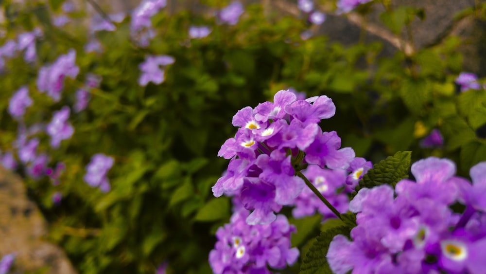 a bunch of purple flowers that are by some rocks