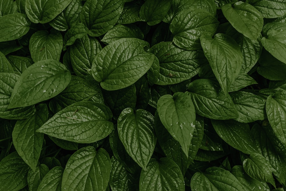 a close up of a green plant with lots of leaves