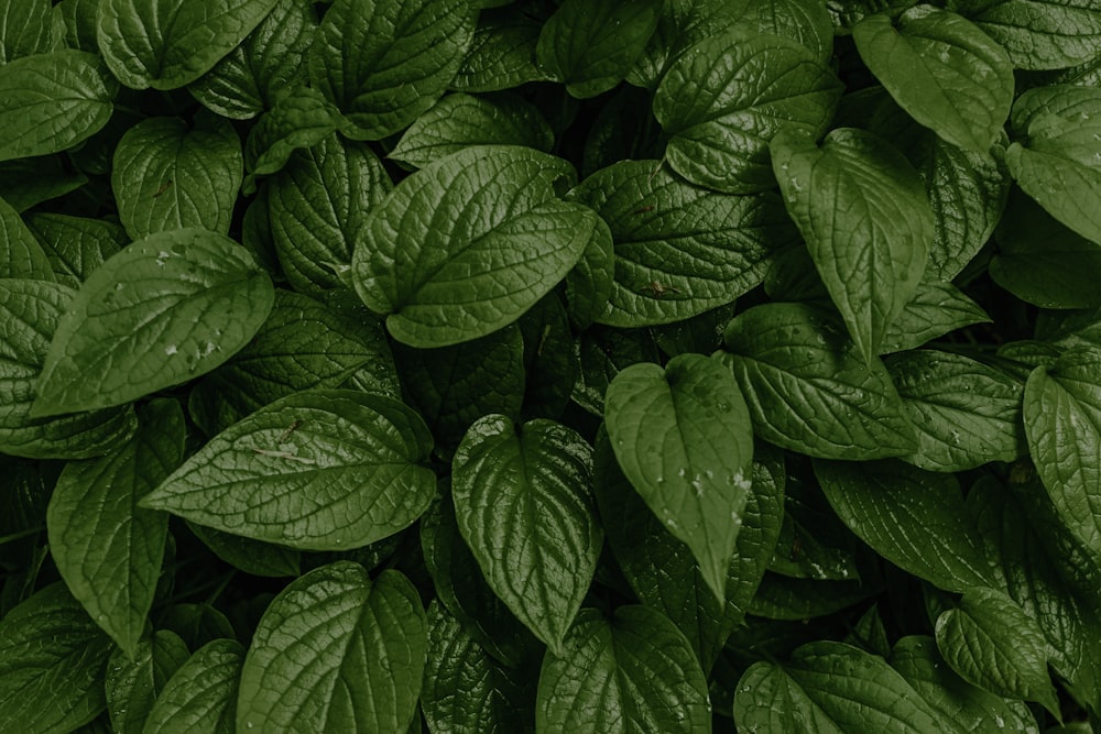 um close up de uma planta verde com muitas folhas