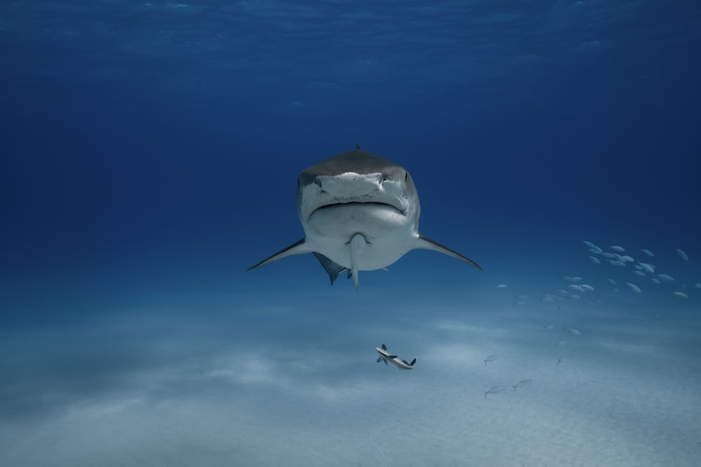 a shark swimming in the ocean with a fish nearby