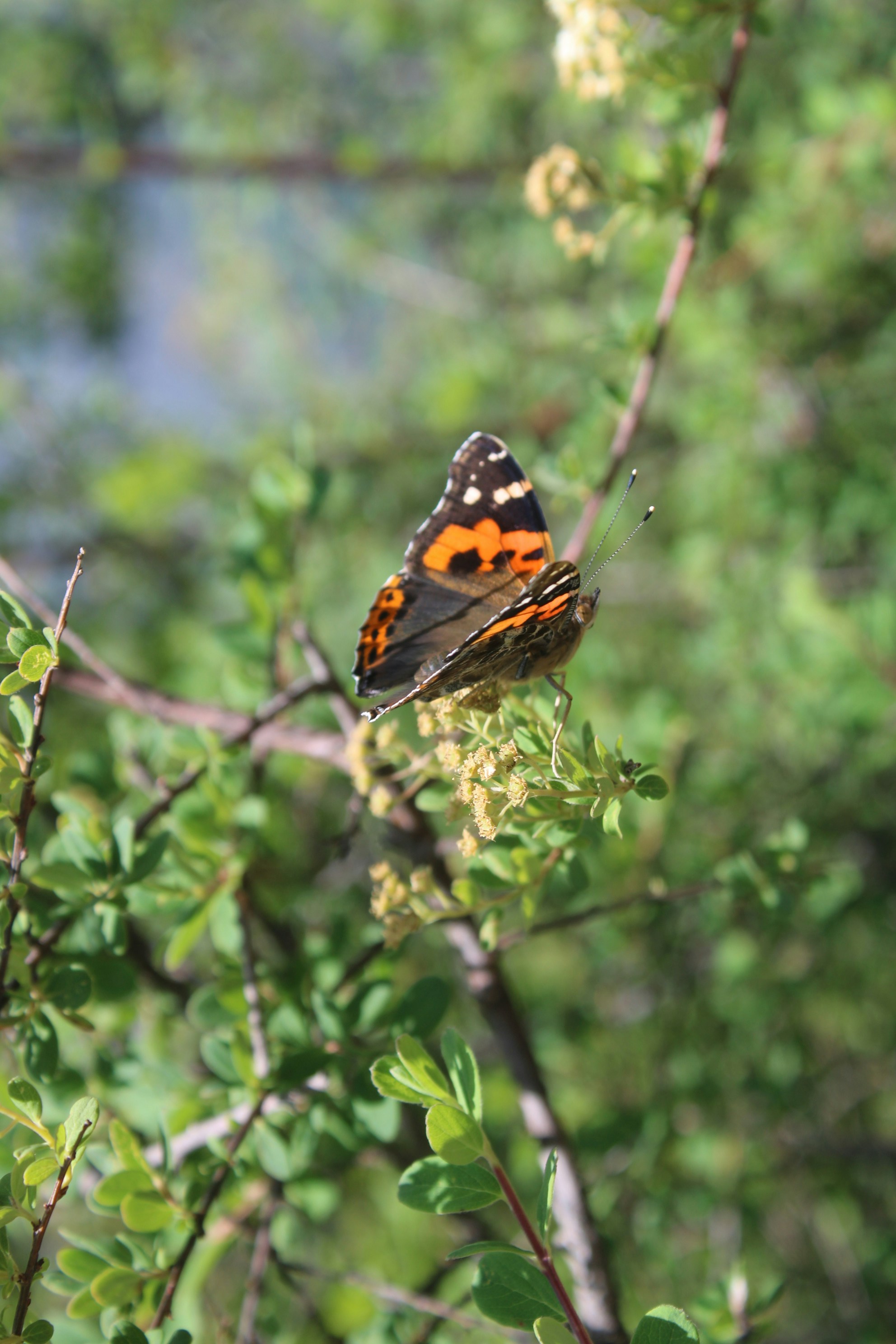 Photo by anilbisht7