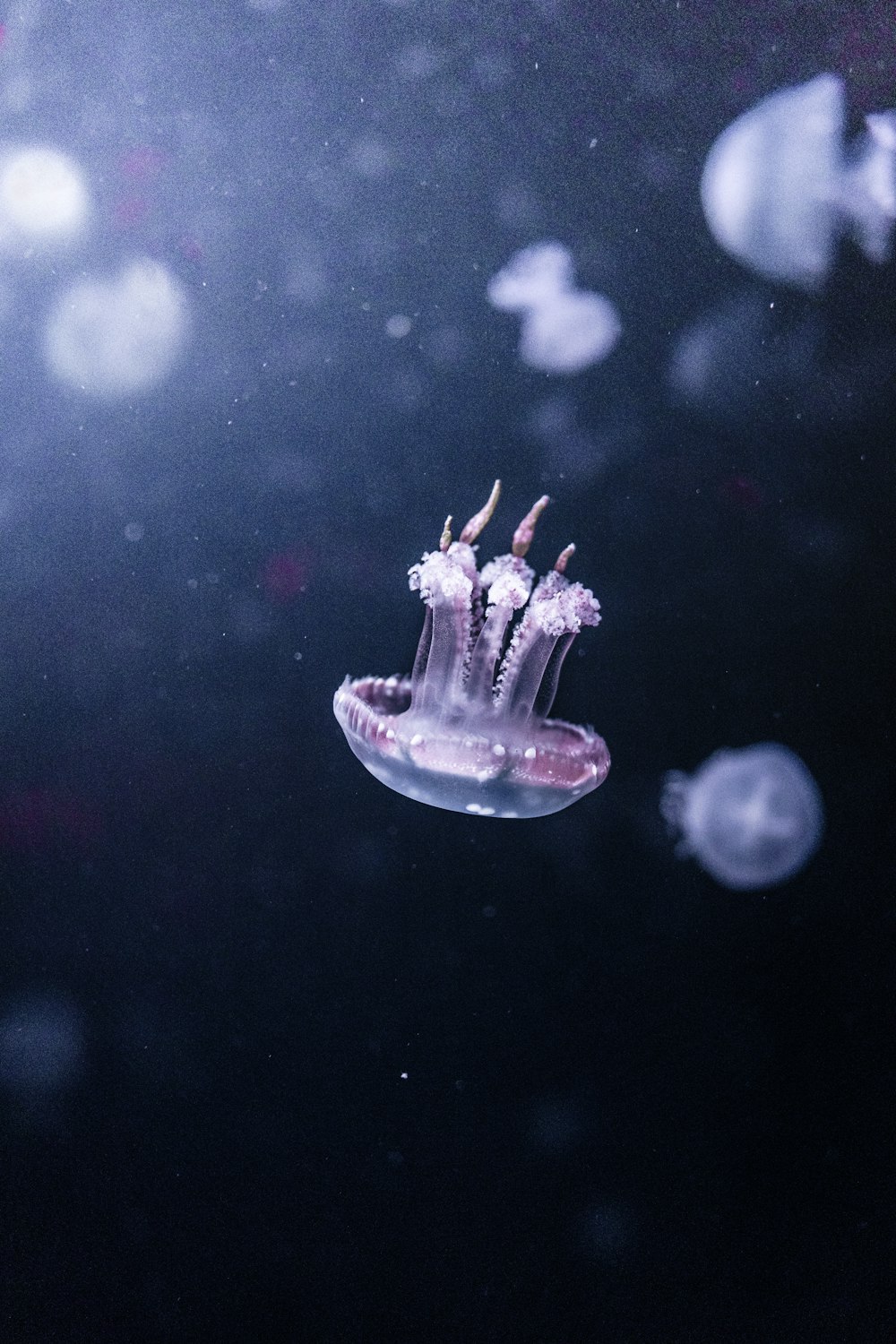 a jellyfish floating in the water with jellyfish around it