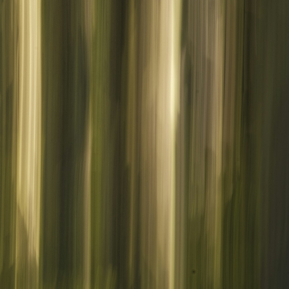 a blurry photo of a forest with tall trees