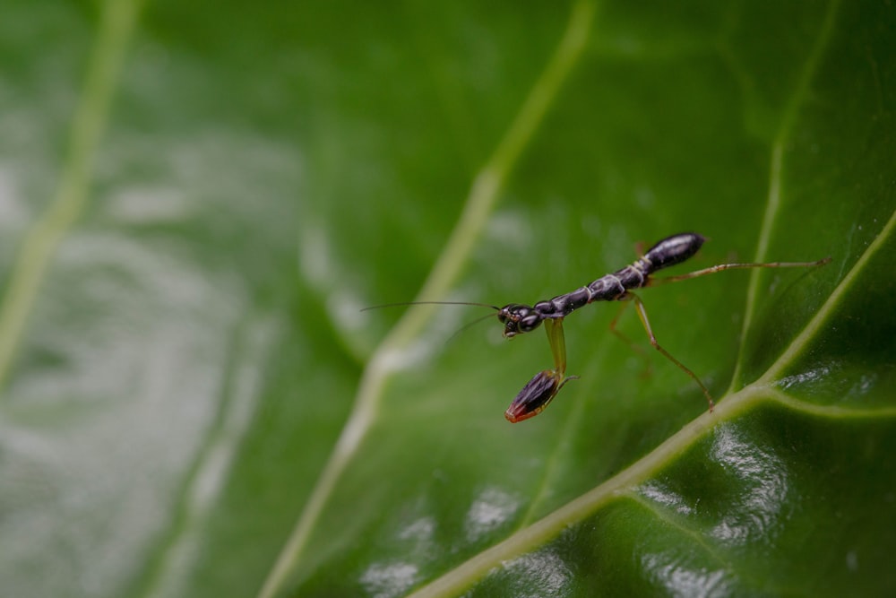 a couple of bugs sitting on top of a green leaf