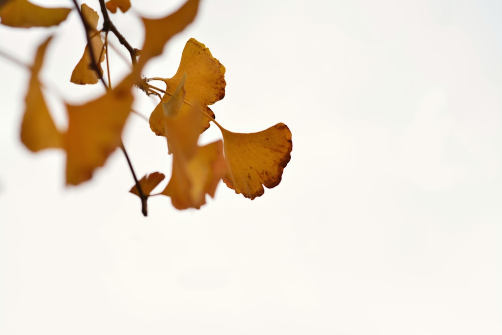 a branch with yellow leaves against a white sky