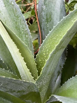 Close-up of vibrant green maguey leaves in a natural setting
