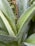 Close-up of a vibrant agave attenuata with dew drops in natural sunlight.