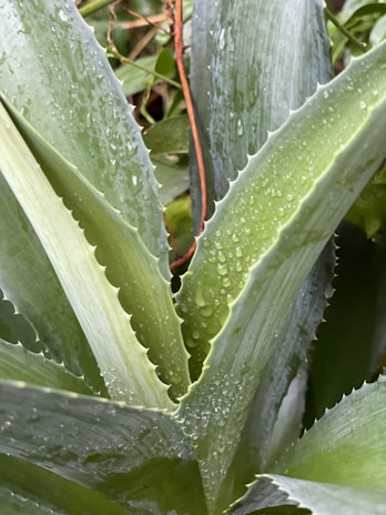 Close-up of agave leaves with dew drops sparkling in the morning light.