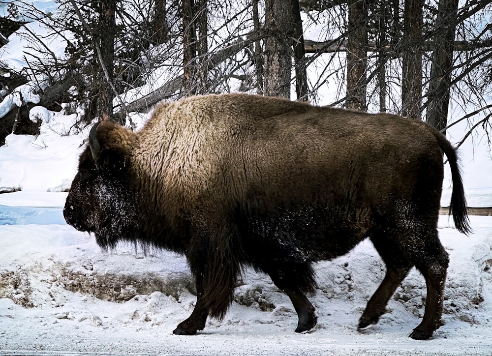 Un grande bisonte che cammina attraverso una foresta coperta di neve