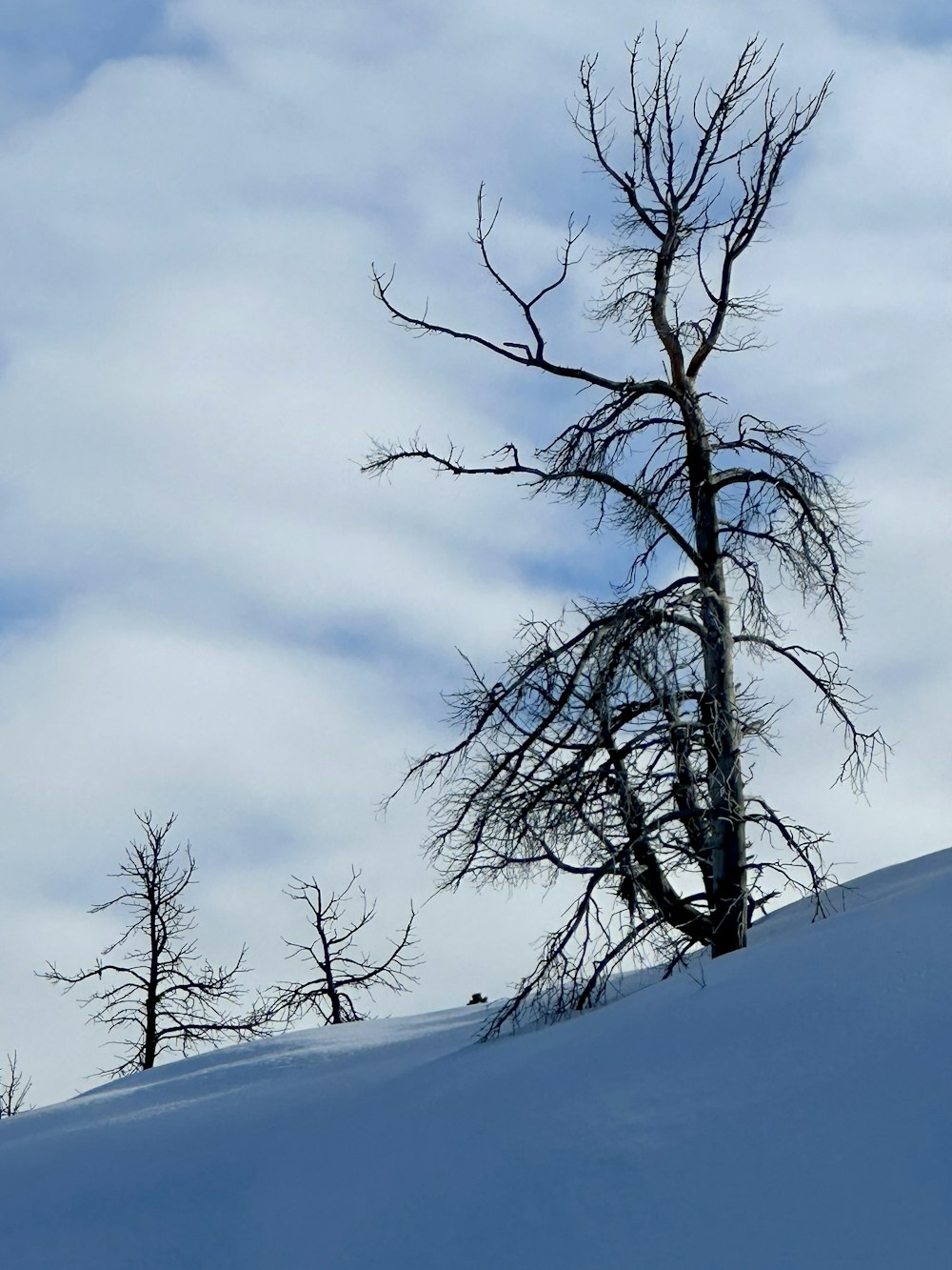 a lone tree stands on a snowy hill