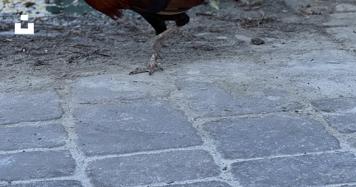 Rooster Playing Pool A rooster is standing on the ground next to a pool photo – Free Image ...