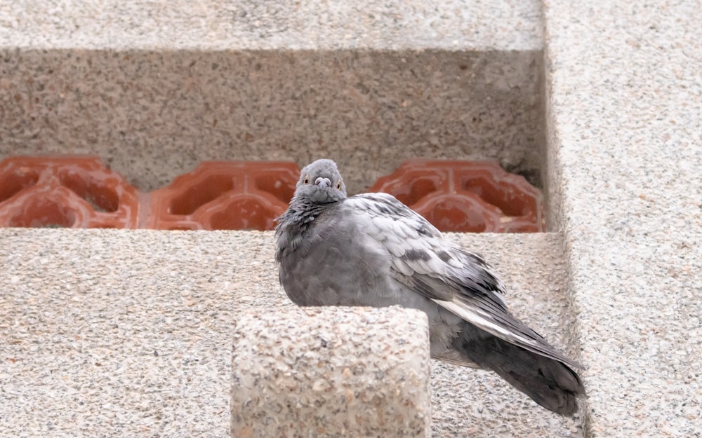 Un piccione seduto su una sporgenza accanto a un edificio foto – Sfondo  della natura Immagine gratuita su Unsplash