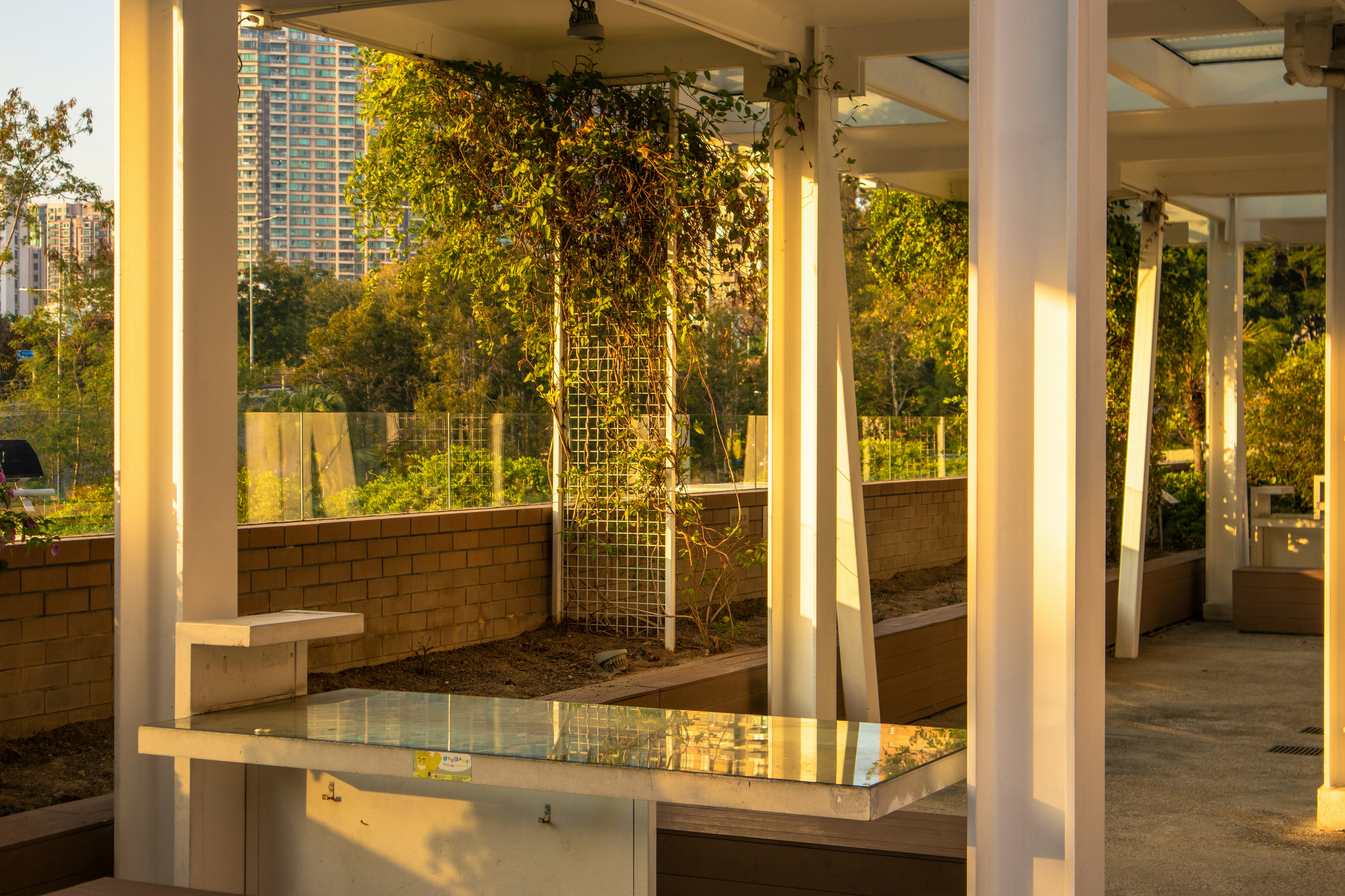 Modern pergola with climbing vines stands in an urban garden.