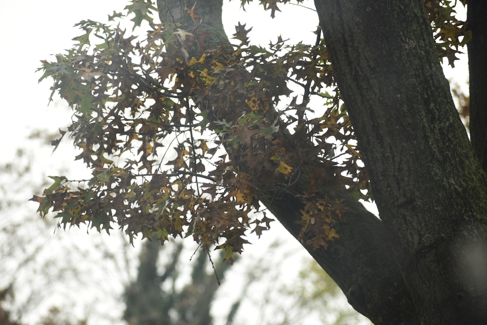 un árbol con hojas en el otoño