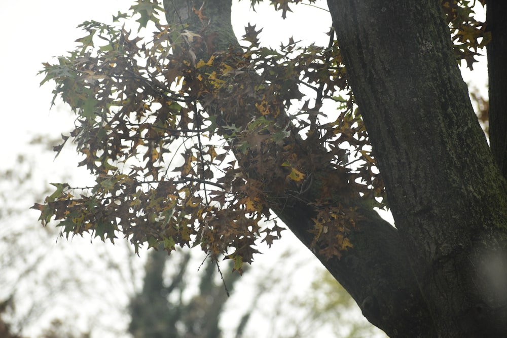 a tree with leaves on it in the fall