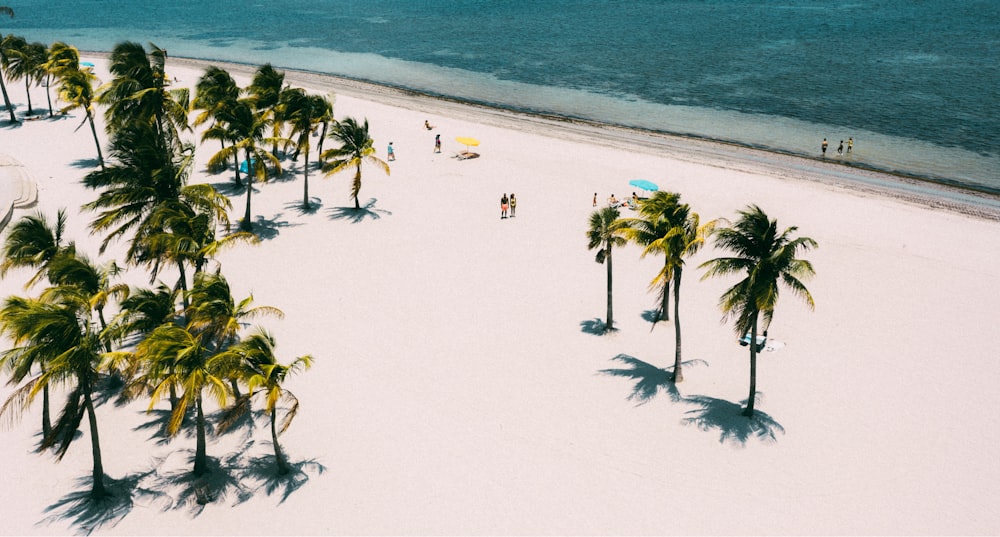 a beach with palm trees and people walking on it