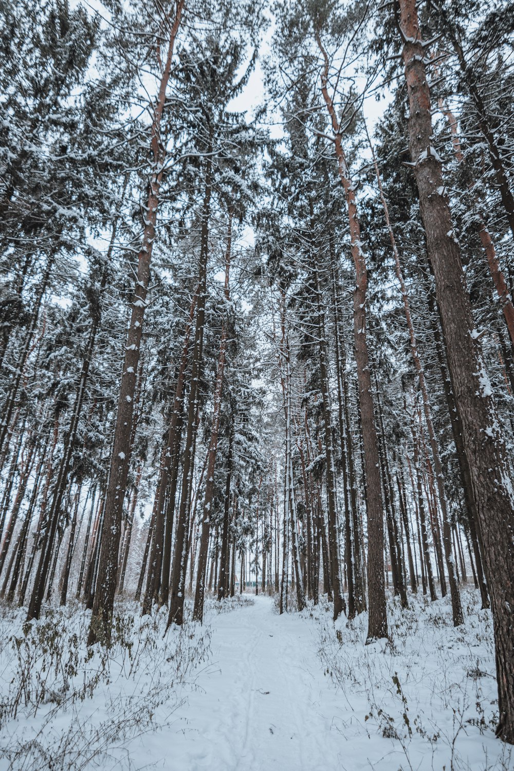 a path through a snowy forest with lots of trees